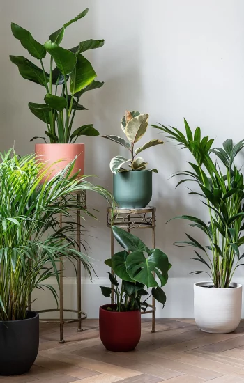 2LEAF-ENVY_Beth_web-8-copy