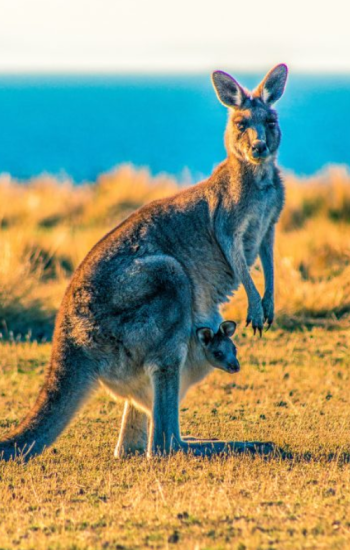 Dingen om te doen in Australië (2)