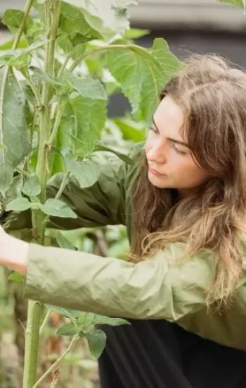 Onmisbaar gereedschap voor planten en onderhoud